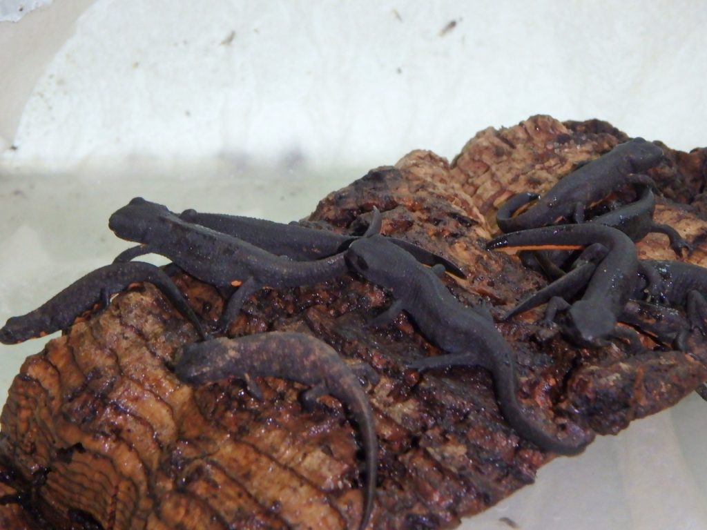 Jungmolche (< 6 Mo) des chinesischen Zwergmolchs auf einem Stück Kork